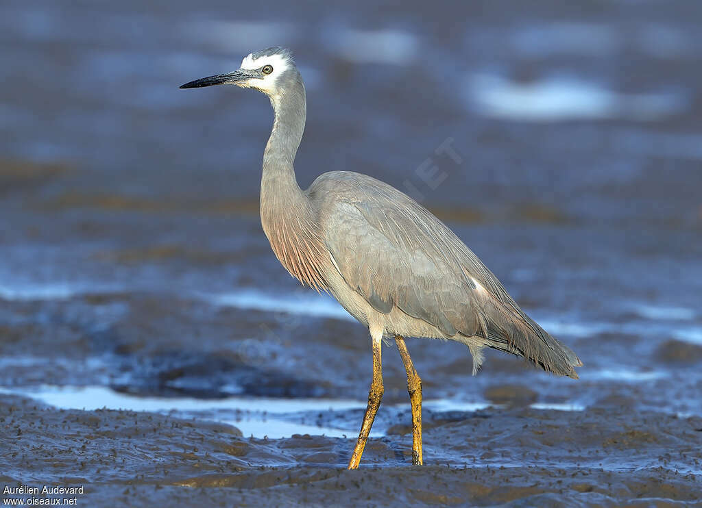 White-faced Heronadult breeding, identification