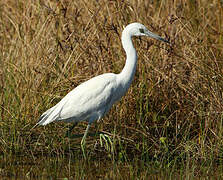 Little Blue Heron