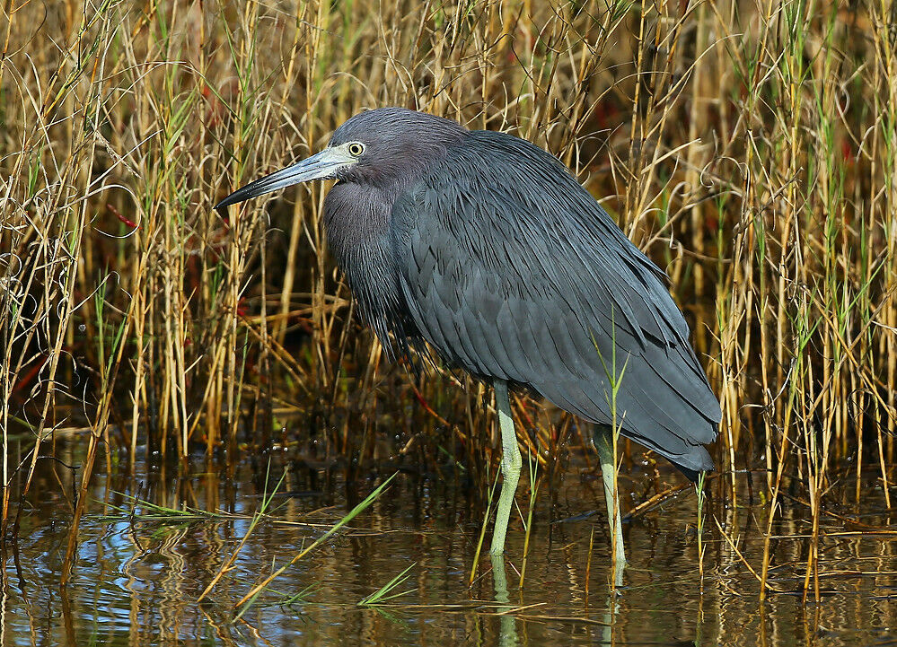 Little Blue Heronadult breeding, identification, walking