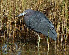 Aigrette bleue