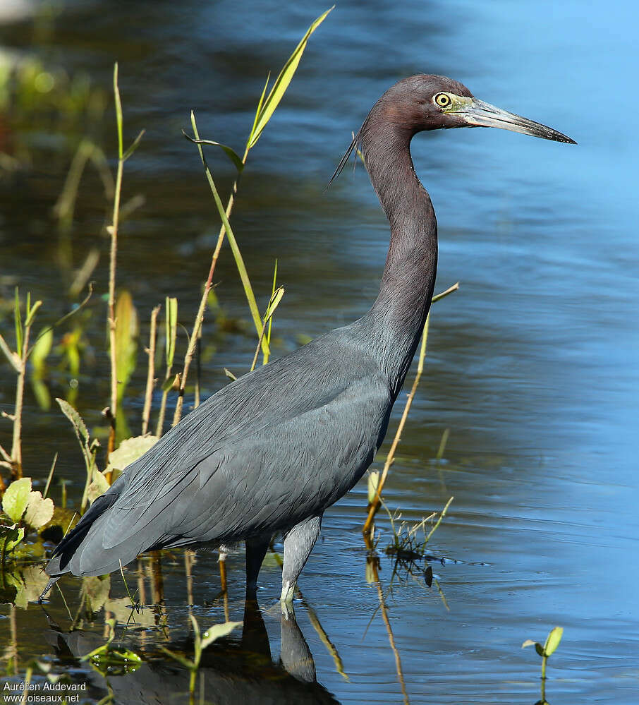 Little Blue Heronadult breeding, identification