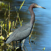 Little Blue Heron