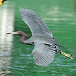 Aigrette bleue