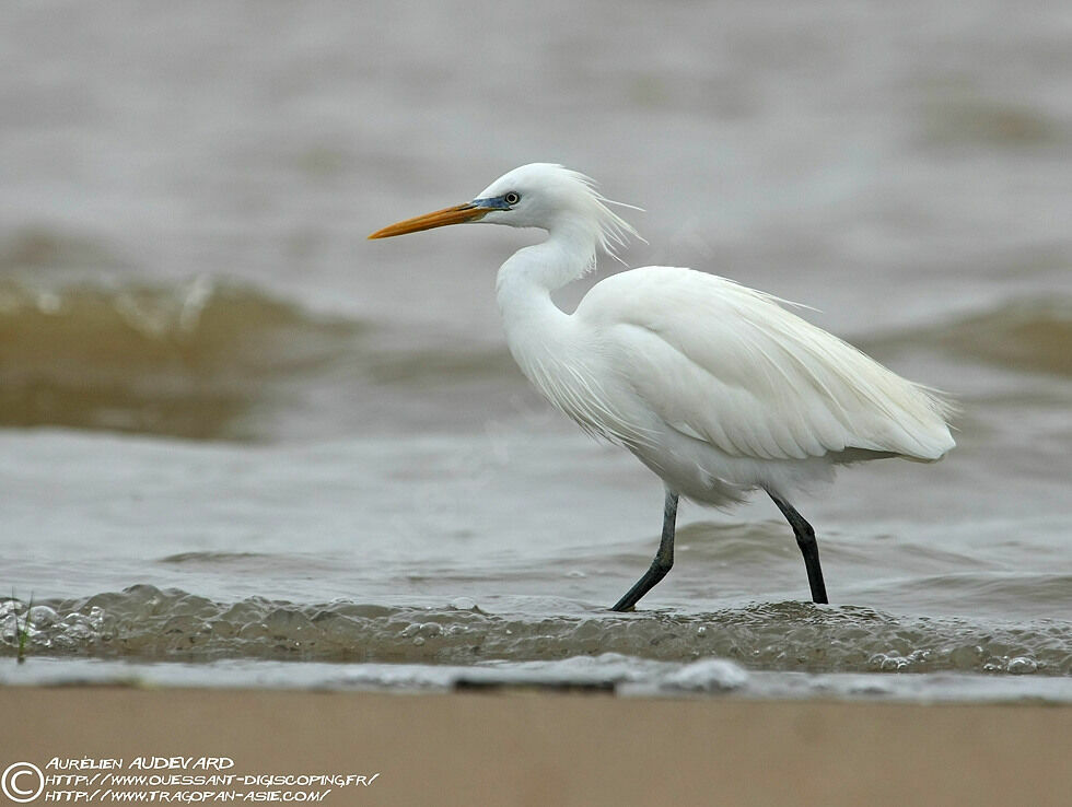 Aigrette de Chineadulte nuptial