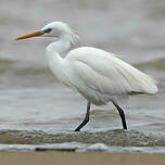 Aigrette de Chine