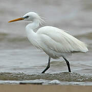 Chinese Egret