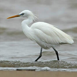 Aigrette de Chine