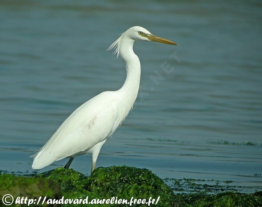 Chinese Egret