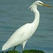 Chinese Egret