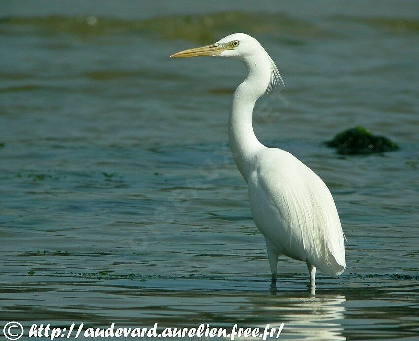 Chinese Egret