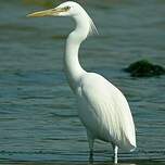 Aigrette de Chine