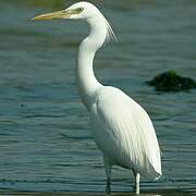 Chinese Egret