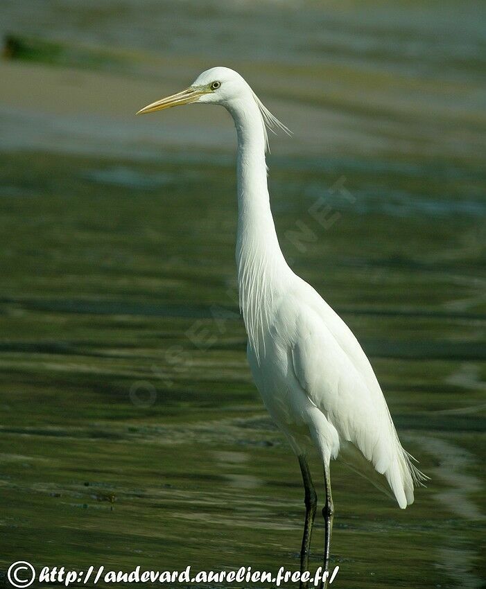 Chinese Egret