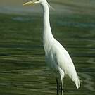 Aigrette de Chine