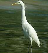 Chinese Egret