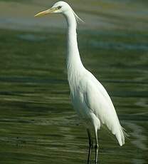 Aigrette de Chine