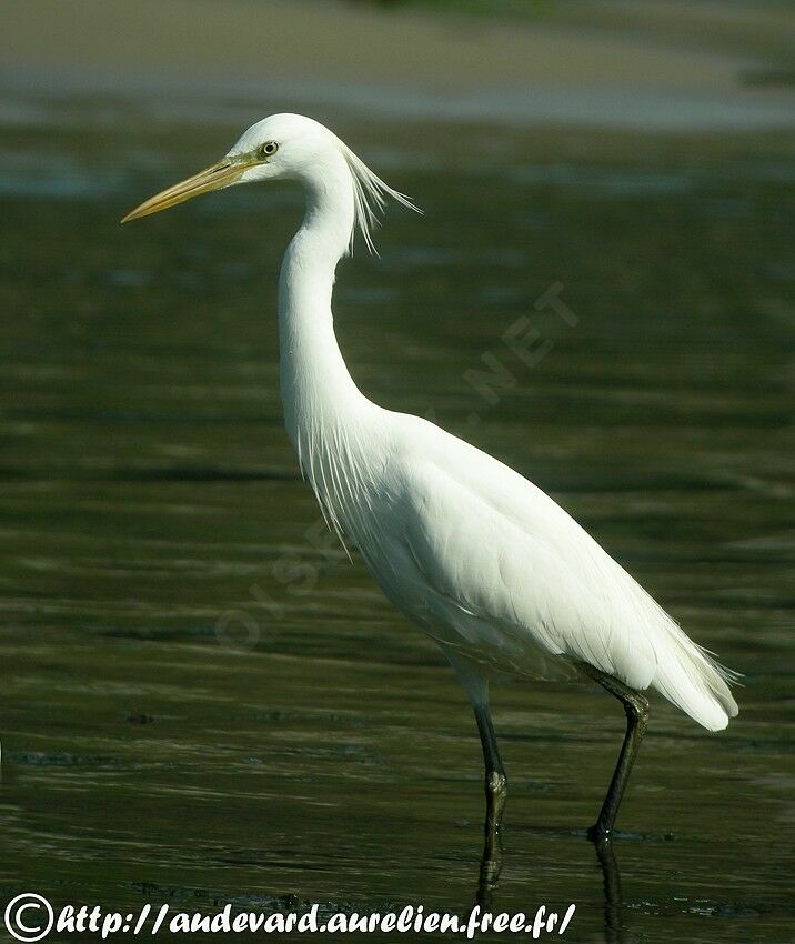 Chinese Egretadult breeding