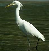 Chinese Egret