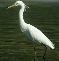 Aigrette de Chine