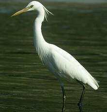 Aigrette de Chine