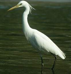 Aigrette de Chine