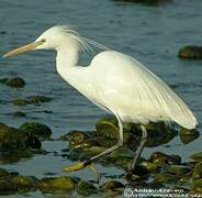 Chinese Egret