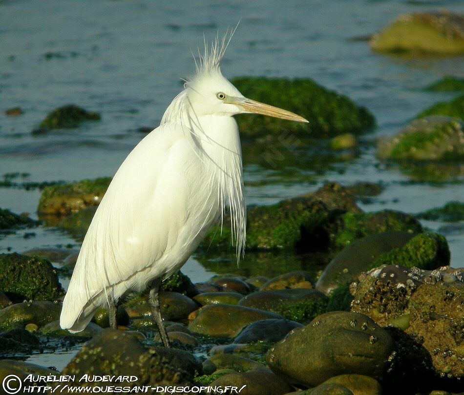 Chinese Egret