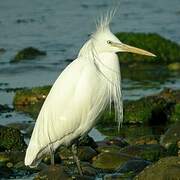 Aigrette de Chine