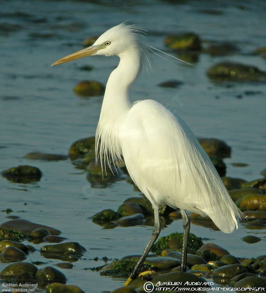 Chinese Egretadult breeding, aspect