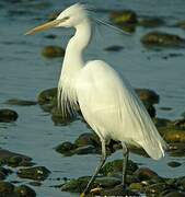 Chinese Egret