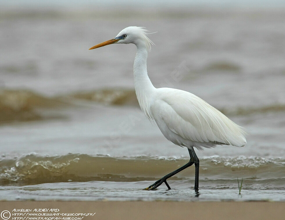 Aigrette de Chine