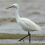 Aigrette de Chine