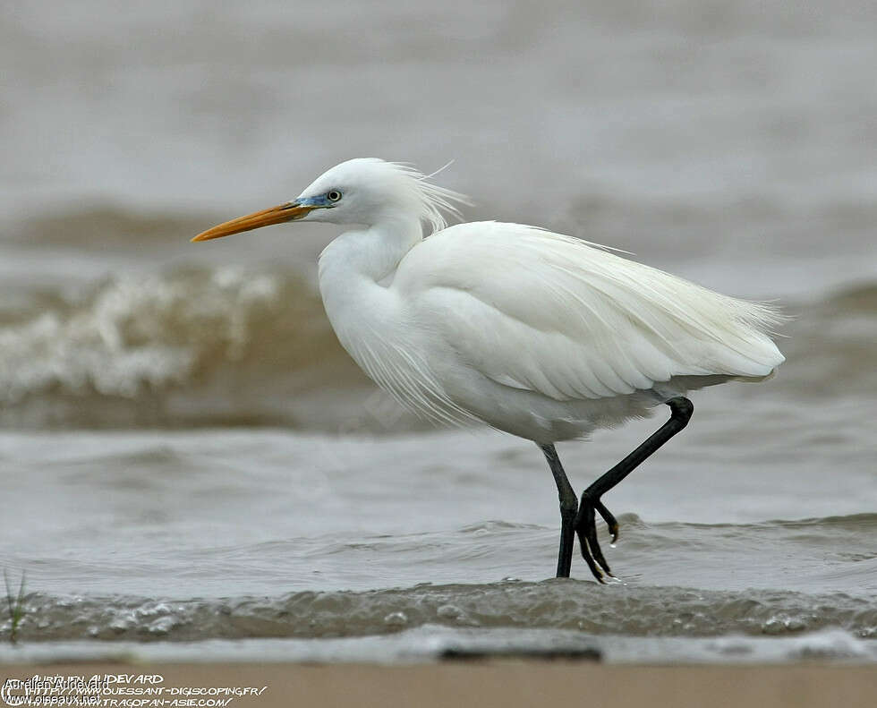 Aigrette de Chineadulte nuptial, identification