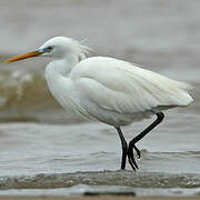 Chinese Egret