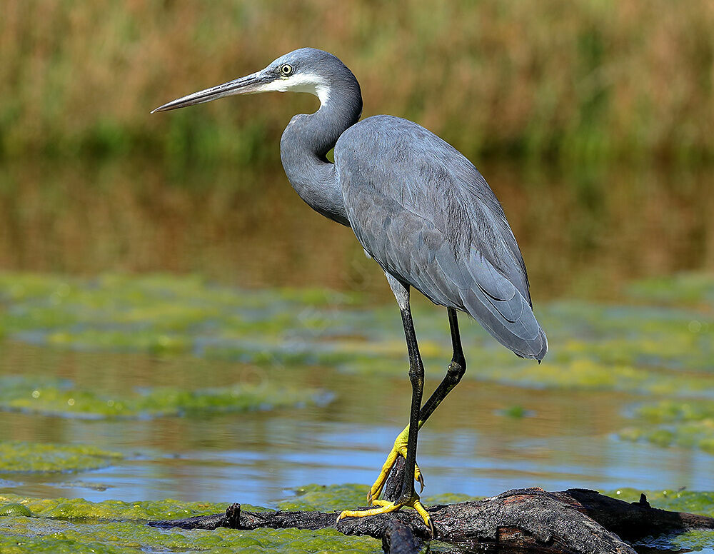 Western Reef Heron, identification