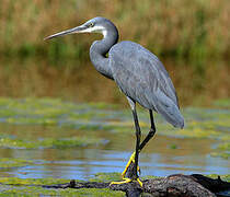 Western Reef Heron