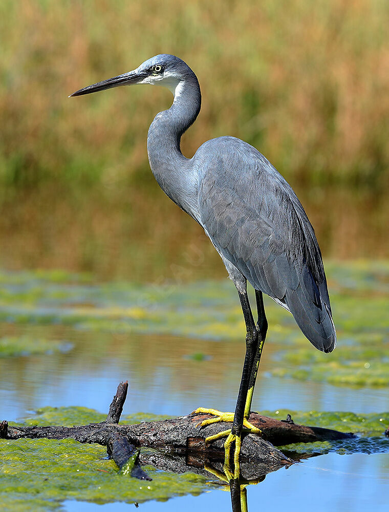 Aigrette des récifs, identification