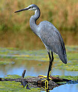 Western Reef Heron