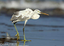 Aigrette des récifs