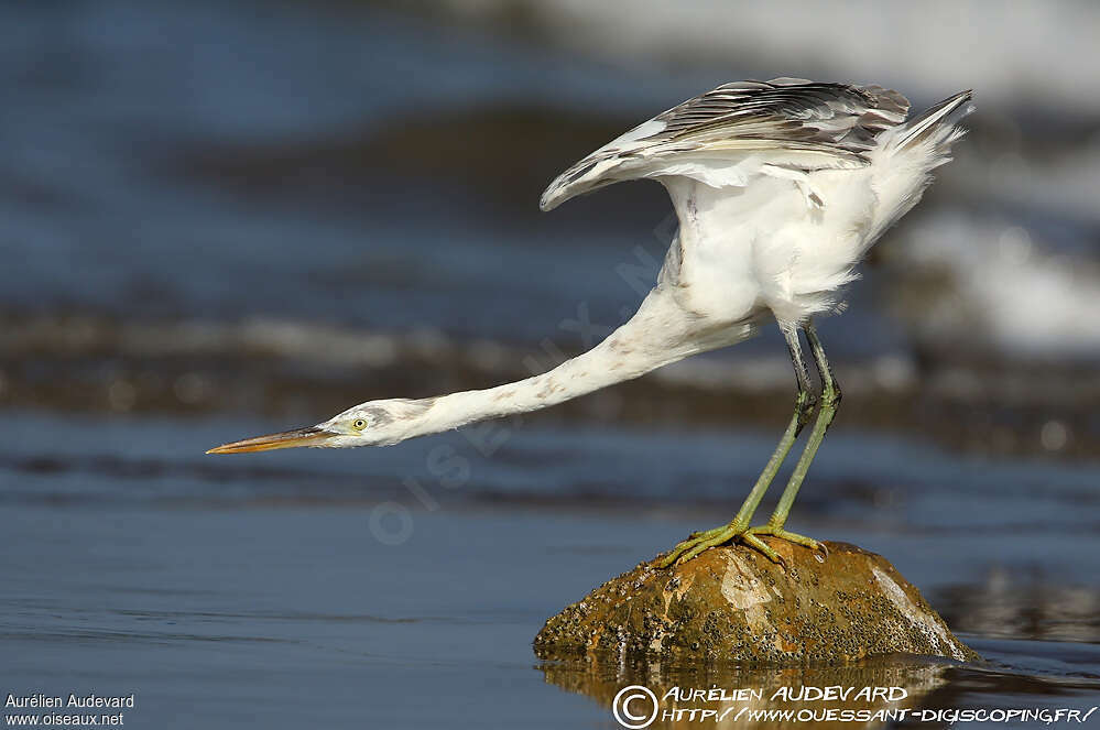 Aigrette des récifs, pigmentation, Comportement