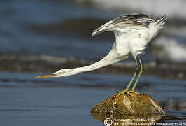 Aigrette des récifs