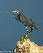 Western Reef Heron