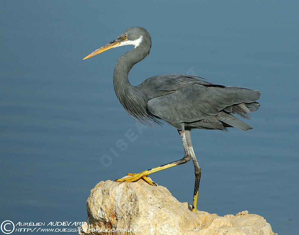 Aigrette des récifs