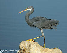 Western Reef Heron