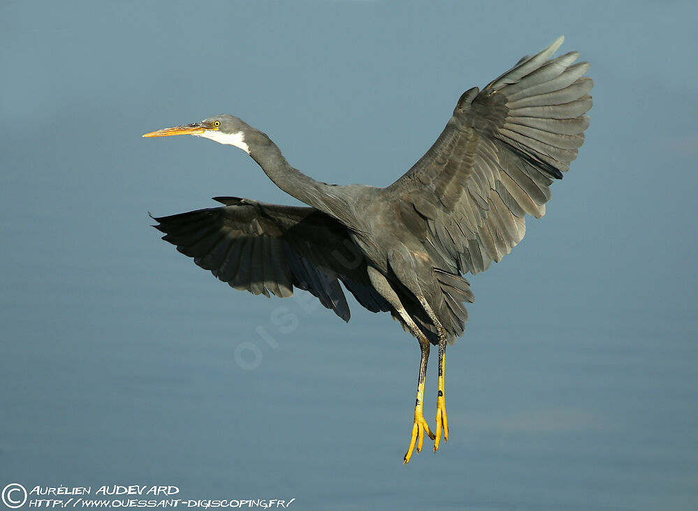 Aigrette des récifsadulte, Vol