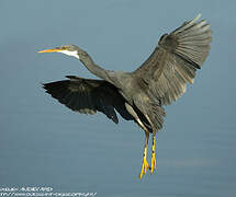 Western Reef Heron