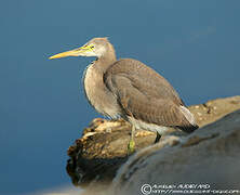 Aigrette des récifs