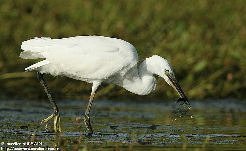 Little Egretadult, fishing/hunting, eats, Behaviour