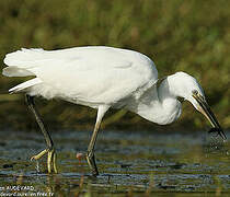 Little Egret