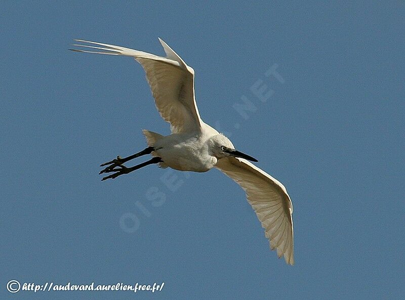 Little Egret, Flight